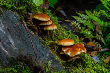 Gymnopilus penetrans, known as Common Rustgill, mushrooms