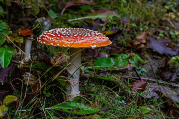 Amanita Muscaria, poisonous mushroom. Photo has been taken in the natural forest background