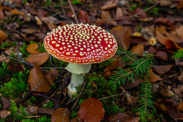 Close-up of a Amanita poisonous mushroom in nature. Fly amanita Amanita muscaria mushroom