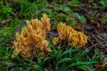 yellow edible coral mushroom Ramaria flava mushroom in the forest, close-up