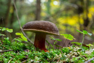 Boletus erythopus or Neoboletus luridiformis mushroom in the forest growing on green grass and wet...