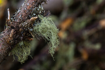 Closeup of lichen Usnea Filipendula and a parasite plant in a tree branch. Photo taken in the...