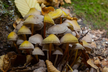 Clustered Bonnet Mycena inclinata growing on a mossy stump