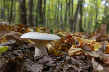 Edible mushroom Clitocybe nebularis in the beech forest. Known as Lepista nebularis, clouded agaric or cloud funnel. Wild mushrooms in the leaves. Autumn time in the forest