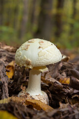 A closeup of Amanita citrina, false death cap or citron amanita