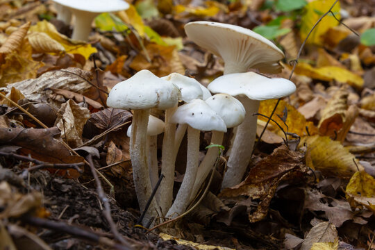 Ivory Woodwax Fungi - Hygrophorus eburneus, growing in Beech leaf litter