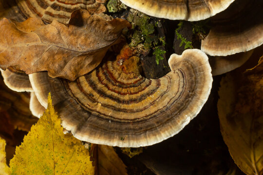 trametes versicolor, also known as coriolus versicolor and polyporus versicolor mushroom