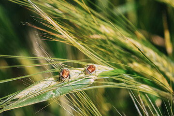 Insects Pest Of Agricultural Crops Grain Beetles On Wheat Ear On Background Of Wheat Field. Bread Beetle, Or Kuzka Anisoplia Austriaca Is Beetle Of Lamellar Family, Dangerous Pest Of Cereals.