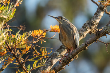 Striated Heron - Butorides striata, beautiful small heron from African marsches and fresh waters, Madagascar.