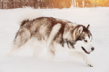 Husky Dog Sneaking And Sniffing Outdoor In Snow, Winter Season. Search Concept. Pets Play, Jumping And Fast Running. Brave Husky Like Hunter Dog.
