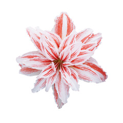 Top view of blooming Amaryllis flower head with white and red petals