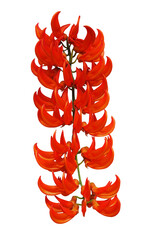 Vivid orange-red flowers chained cascading cluster of Red Jade Vine or New Guinea Creeper (Mucuna bennettii) the tropical rainforest garden vine plant
