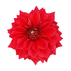 Top view of blooming red Dahlia flower head the tuberous garden flowering plant