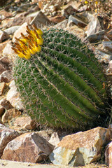 Barrel cactus in a rock garden in the american southwest with green texture and visible spikes in late afternoon sun