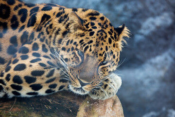 Amur leopard.
 It is a predatory mammal from the feline family. A unique endangered species.