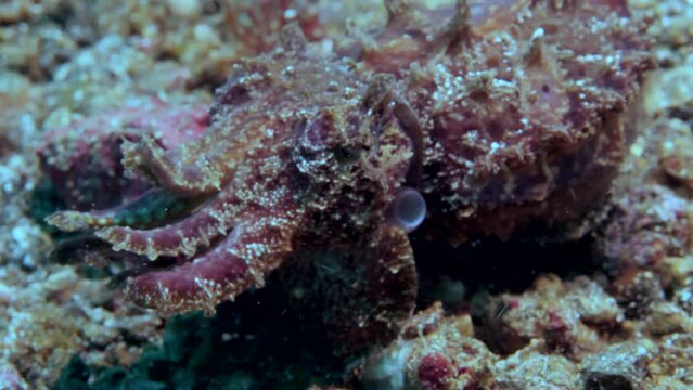 Funny bright cuttlefish Metasepia pfefferi is known as a toxic cephalopod, has different names, such as painted, bright or fiery cuttlefish, is one of most amazing mollusks of underwater world.