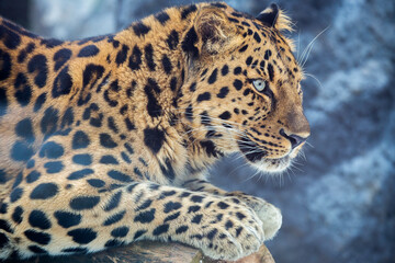 Fototapeta na wymiar Amur leopard. It is a predatory mammal from the feline family. A unique endangered species.