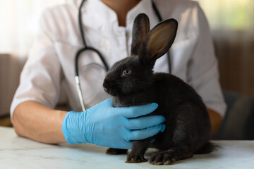 veterinarian doctor with small black rabbit bunny on hands on table in office, clinic. veterinary...