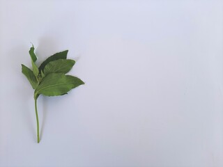 beautiful Synedrella green leaves from single stem on isolated white background