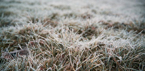 Frozen grass on the fields. Frosty winter morning macro. Cold weather background concept. Hoarfrost morning weather.