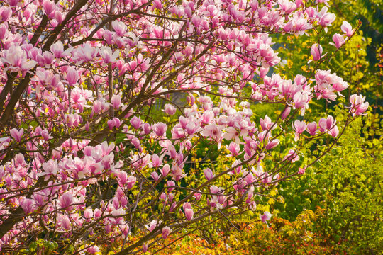 magnolia tree in full blossom. pink flowers on the branches in morning light. spring has come concept