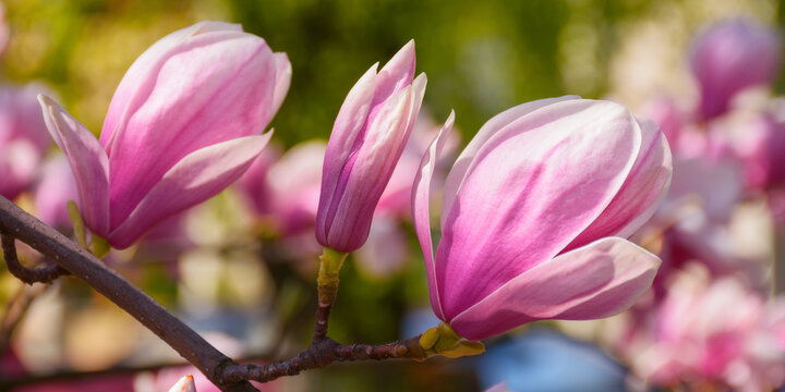 spring garden scenery with magnolia. romantic nature background on a sunny morning