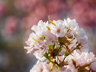 apple twig in full blossom. lush pink flowering background in springtime
