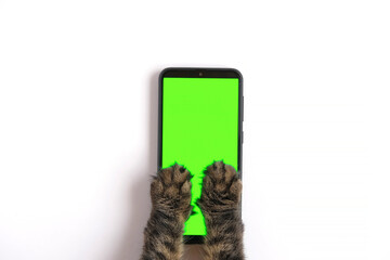 Cat paw touching, clicking, tapping and swiping phone with chromakey screen. Feline Paw typing...