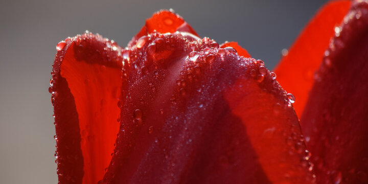 dew on red tulip. petal closeup background