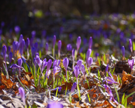 closeup of blooming crocus flower on the glade. spring nature background on a sunny day