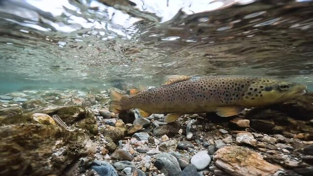 Underwater footage of spawning Brown Trout (Salmo trutta morpha fario). Swimming wild Brown Trout. Live in the river habitat. Underwater mountain creek, natural light.