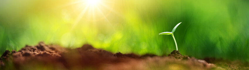 Panoramic view of the young sprout in black soil in nature.