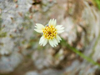 close up from top, beautiful white daisy flower on isolated a tree trunk background