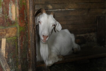 A goat resting, lying down, on hay in its pen
