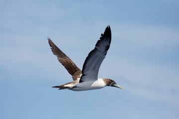 Sturmvogel über Südatlantik