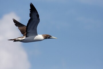 Sturmvogel über Südatlantik