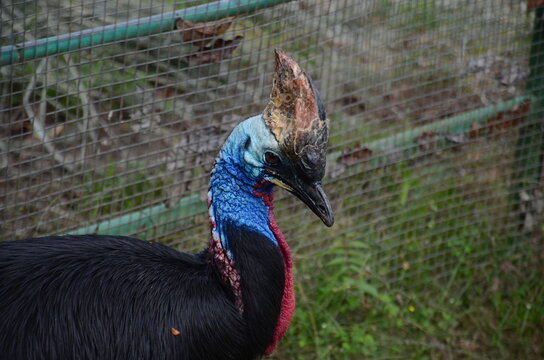 Southern cassowary or kasuari gelambir-ganda (Casuarius casuarius) small casque half body no wing
