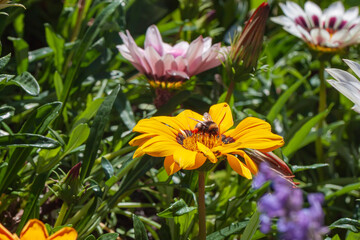 Fototapeta premium Honey bee pollinating pollen on yellow flower on sunny day. Natural summer background