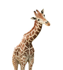 Fototapeta Cute nosy giraffe. Isolated on white background obraz