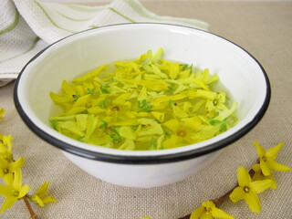 Forsythia water with fresh yellow flowers of the golden-bell