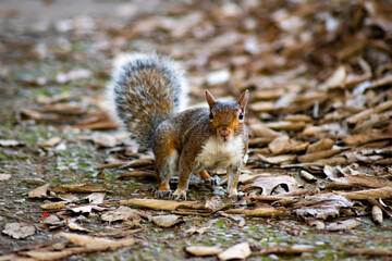 Scoiattolo rosso in un parco del nord Italia in una giornata d'inverno