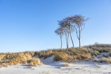 Germany, Mecklenburg-Vorpommern, Grassy beachonFischland-Darss-Zingstpeninsula