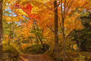 Obraz premium 大沼公園 駒ヶ岳と紅葉と青空 