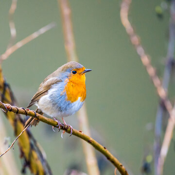 Portrait of European robin (Erithacus rubecula) perching on branch