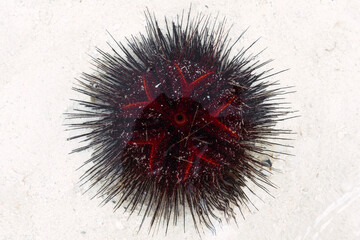 Sea urchin on sand at beach