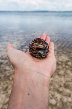 Hand of man holding cypraea tigris in front of sea