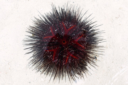 Sea urchin on sand at beach