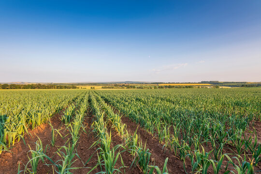 Rows of leeks in field under blue sky