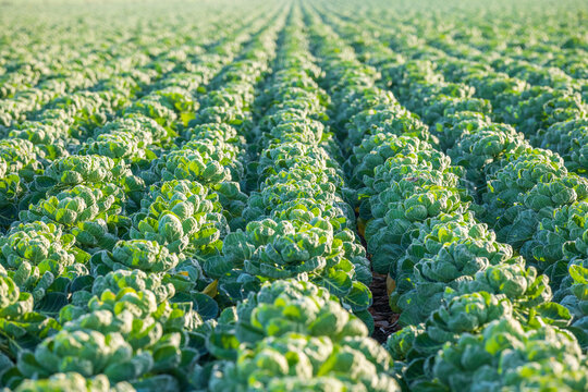 Rows of Brussels Sprout in field