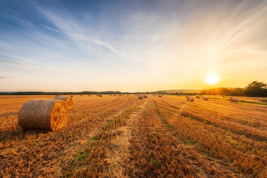 Harvested bales of hay on field at sunset